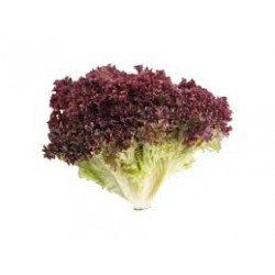 Lechuga Lollo Rojo